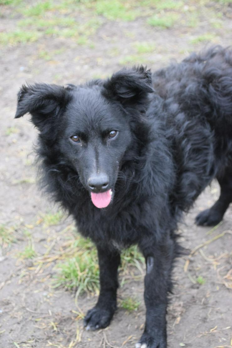 Bild 21: Gunnar ist ein netter, junger ungarischer Schäferhund-Mischlingsrüde (Mudi-Mix).