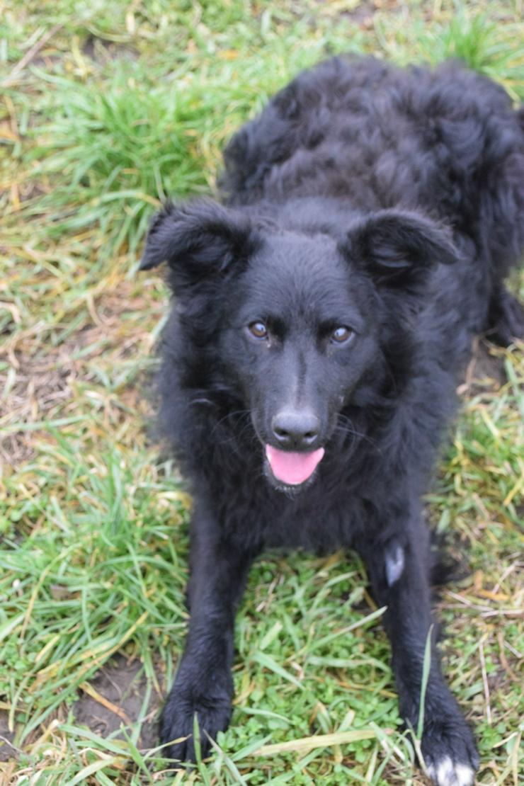 Bild 18: Gunnar ist ein netter, junger ungarischer Schäferhund-Mischlingsrüde (Mudi-Mix).