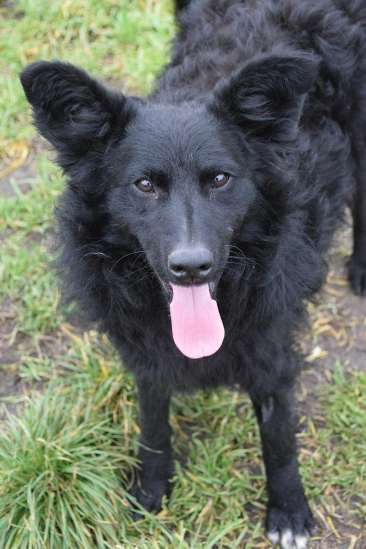 Bild 20: Gunnar ist ein netter, junger ungarischer Schäferhund-Mischlingsrüde (Mudi-Mix).