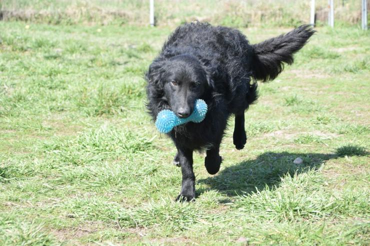 Bild 2: Gunnar ist ein netter, junger ungarischer Schäferhund-Mischlingsrüde (Mudi-Mix).