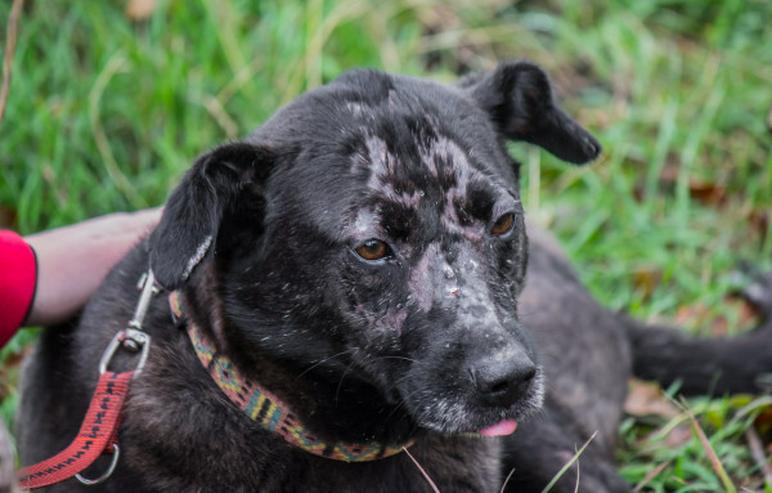 Bild 13: Kotangens ist eine ruhige und unauffällige Hundedame, der das Schicksal übel mitgespielt hat.