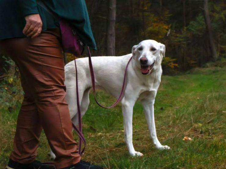 Bild 2: Hübsche Blonda möchte mit Ihnen durchs Leben gehen