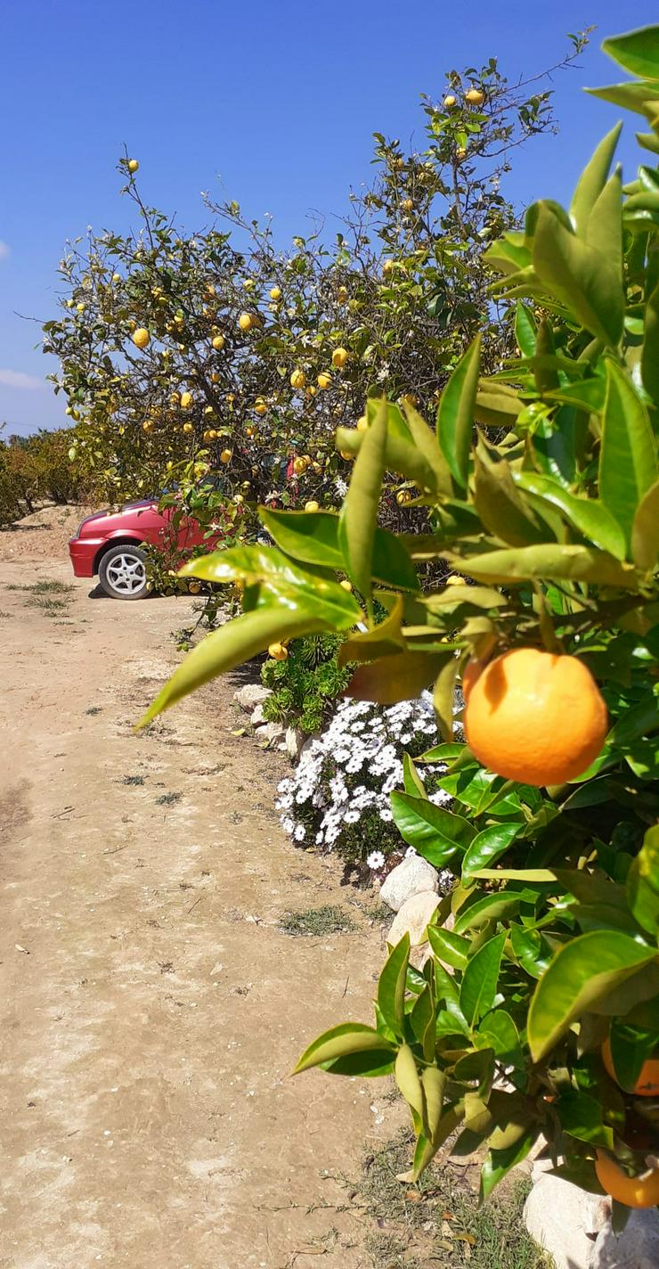 Bild 2: Single-Wohnung mit Garten SANTA POLA SPANIEN 