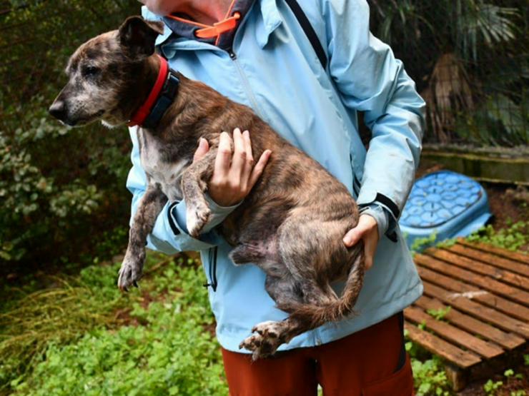 Bild 4: Menschenbezogener, kleiner Senior Bobbi sucht sein Zuhause