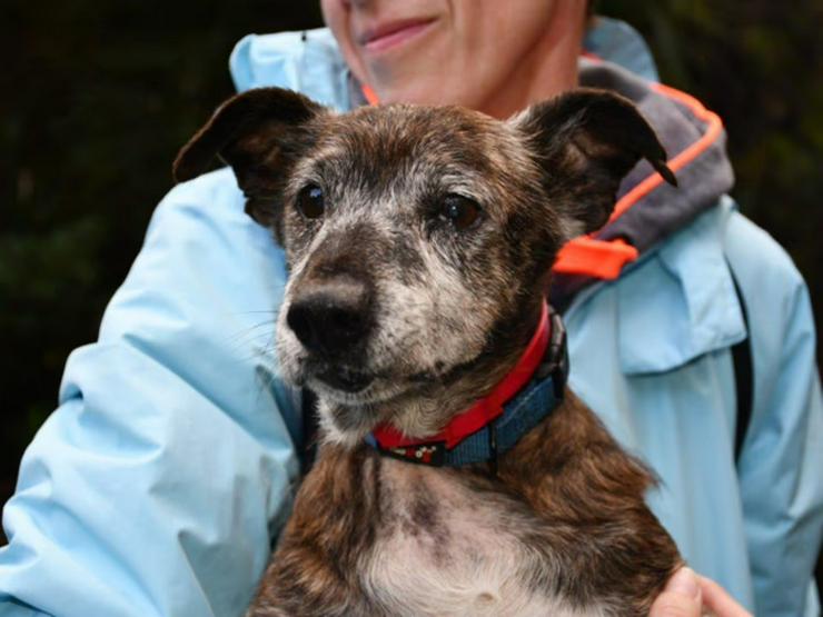 Menschenbezogener, kleiner Senior Bobbi sucht sein Zuhause