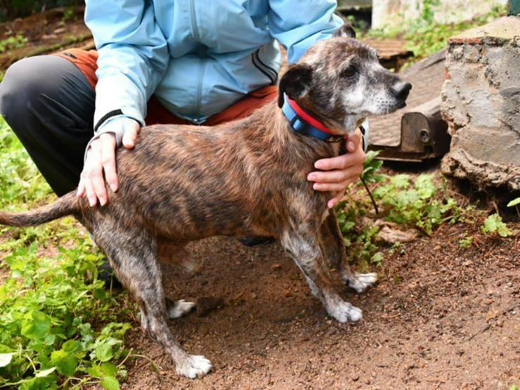 Bild 5: Menschenbezogener, kleiner Senior Bobbi sucht sein Zuhause