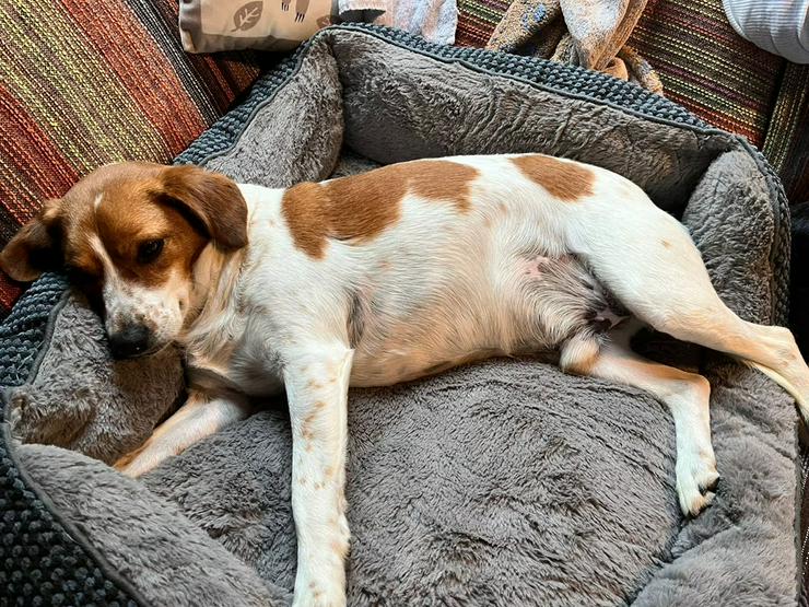 Bild 5: Aufgeschlosser, verschmuster Beaglemix Bobby sucht sein Zuhause