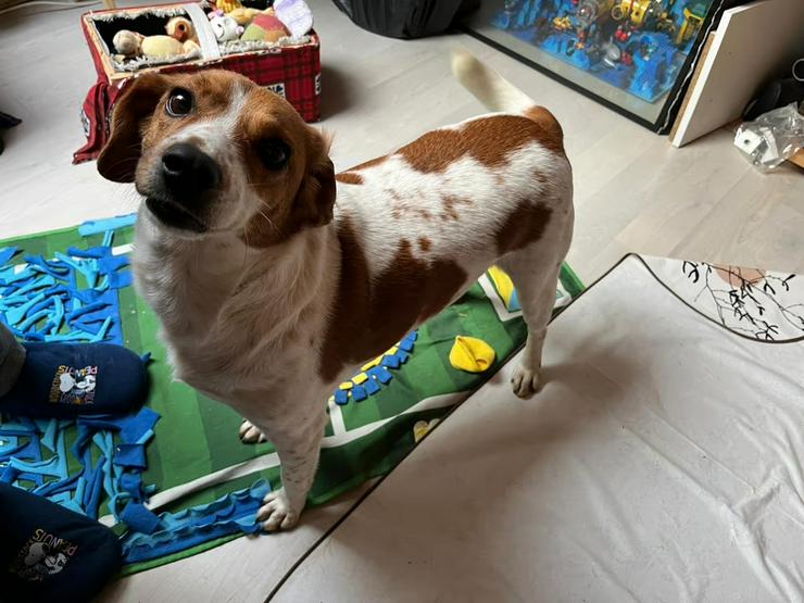 Bild 6: Aufgeschlosser, verschmuster Beaglemix Bobby sucht sein Zuhause