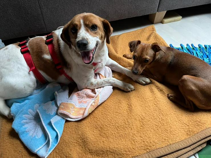 Bild 3: Aufgeschlosser, verschmuster Beaglemix Bobby sucht sein Zuhause