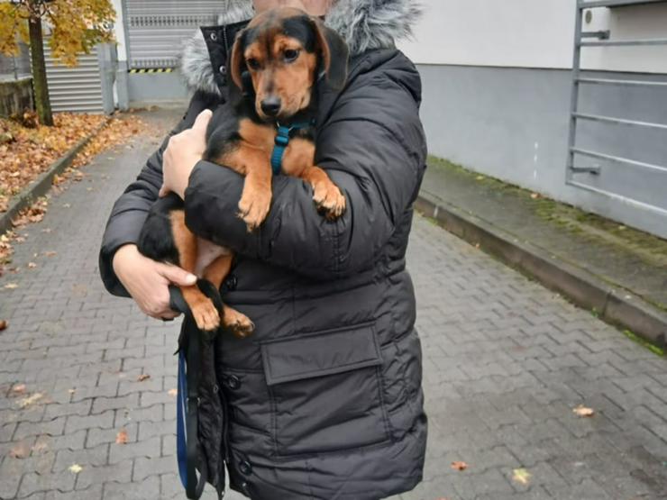 Junger, kleiner Tricky möchte ihr Herz erobern