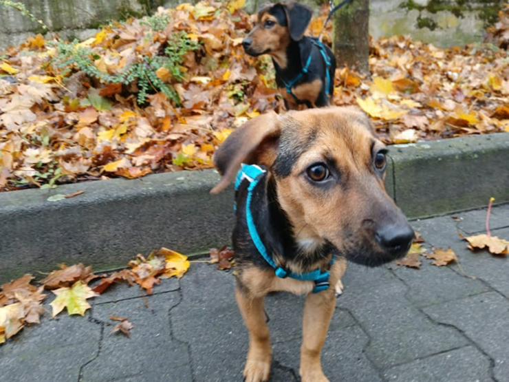 Bild 3: Kleine, junge Taiga sucht ihren Kuschelplatz