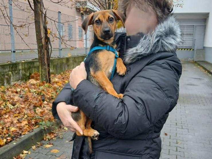 Kleine, junge Taiga sucht ihren Kuschelplatz