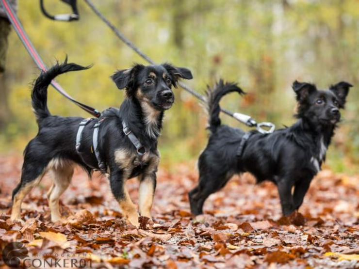 Bild 5: Junge, kleine Nidra möchte ihr Herz erobern