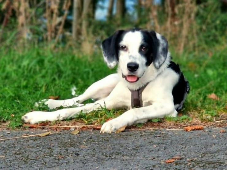 Bild 4: Toller, junger Rosco sucht seine Familie