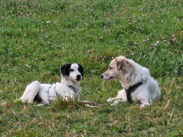 Bild 5: Toller, junger Rosco sucht seine Familie