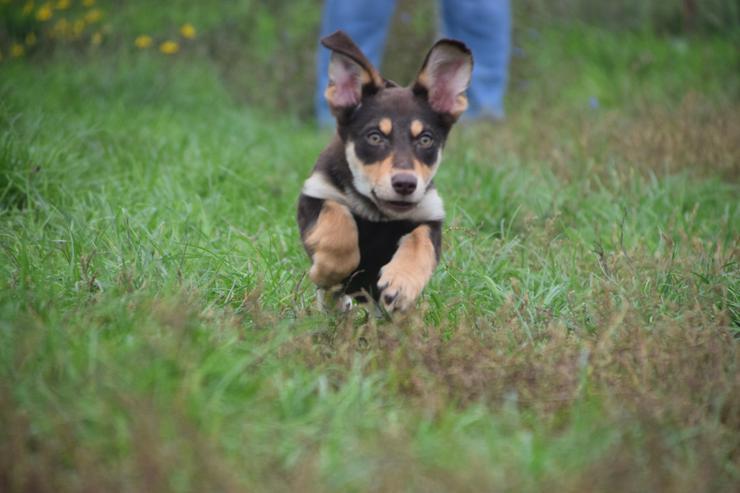 Bild 9: Holly ist ein entzückendes Welpenmädchen mit einer tragischen Geschichte.