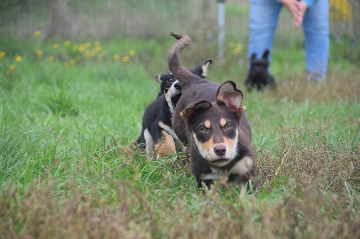 Bild 15: Holly ist ein entzückendes Welpenmädchen mit einer tragischen Geschichte.