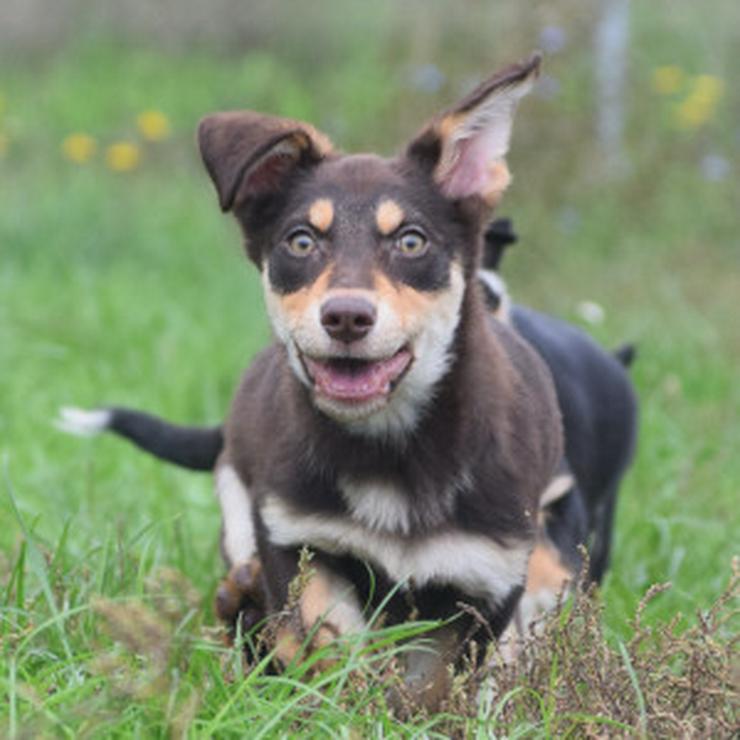 Bild 19: Holly ist ein entzückendes Welpenmädchen mit einer tragischen Geschichte.