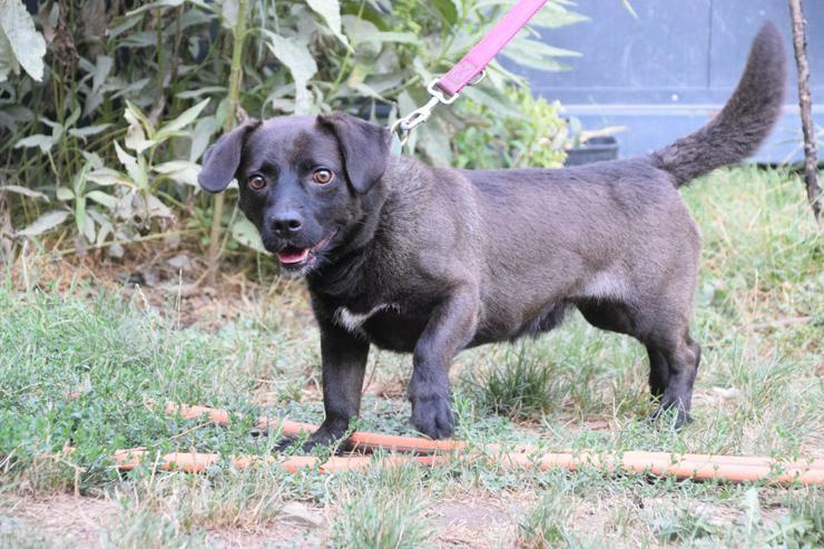 Bild 5: Benji ist ein kleiner Mischlingsrüde mit kurzen Beinchen und langem Körper.