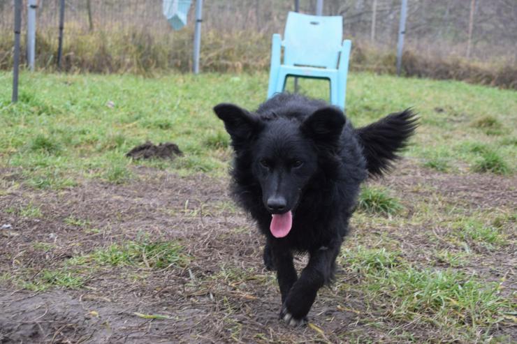 Bild 15: Gunnar ist ein netter, junger ungarischer Schäferhund-Mischlingsrüde (Mudi-Mix).