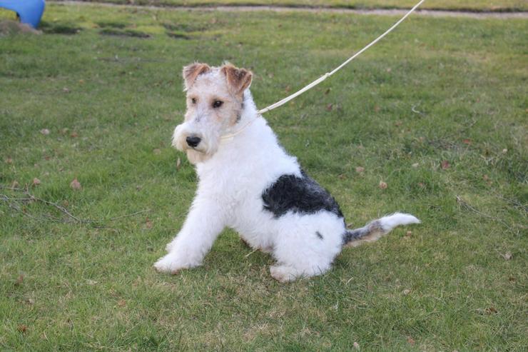 Bild 4: Foxterrier Rüge  5 Monate.