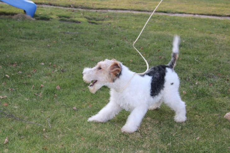 Bild 5: Foxterrier Rüge  5 Monate.