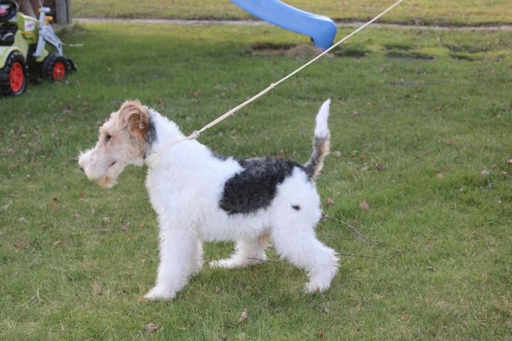 Bild 2: Foxterrier Rüge  5 Monate.