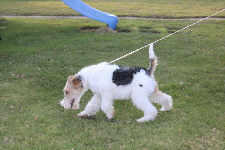 Foxterrier Rüge  5 Monate.