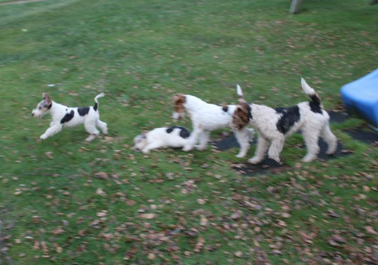 Bild 7: Foxterrier Welpen.