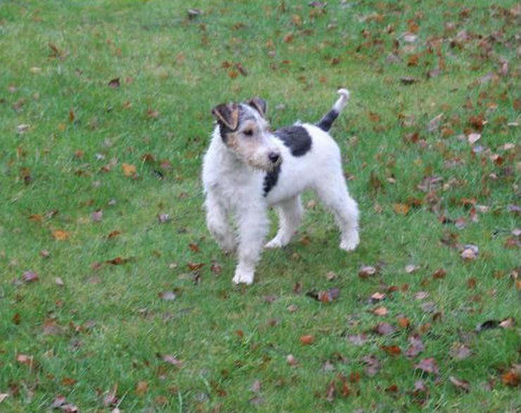 Bild 6: Foxterrier Welpen.