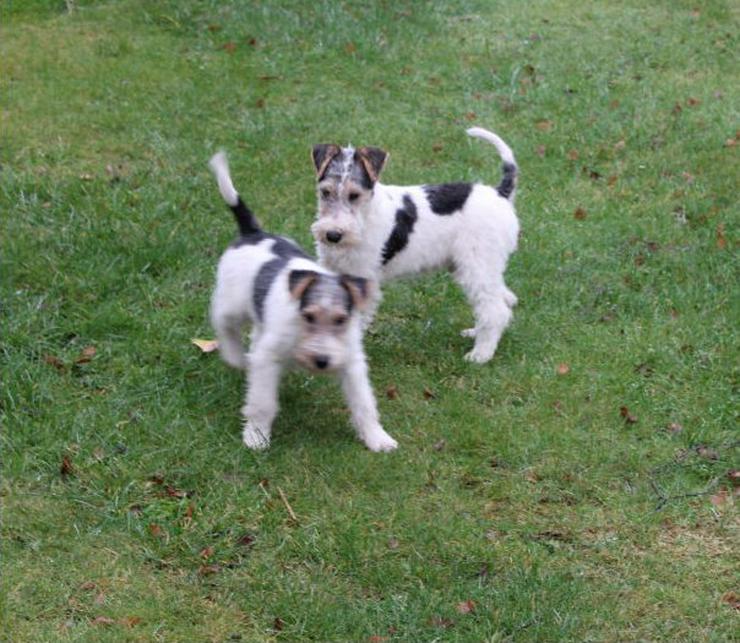 Bild 2: Foxterrier Welpen.