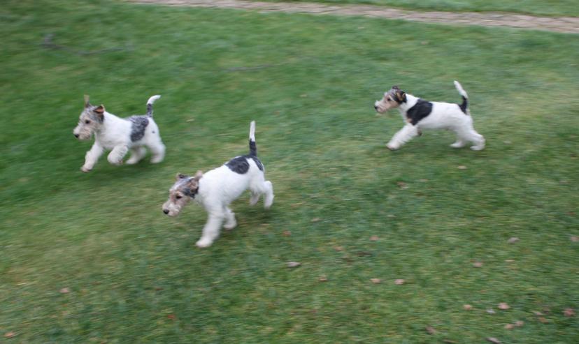 Bild 3: Foxterrier Welpen.