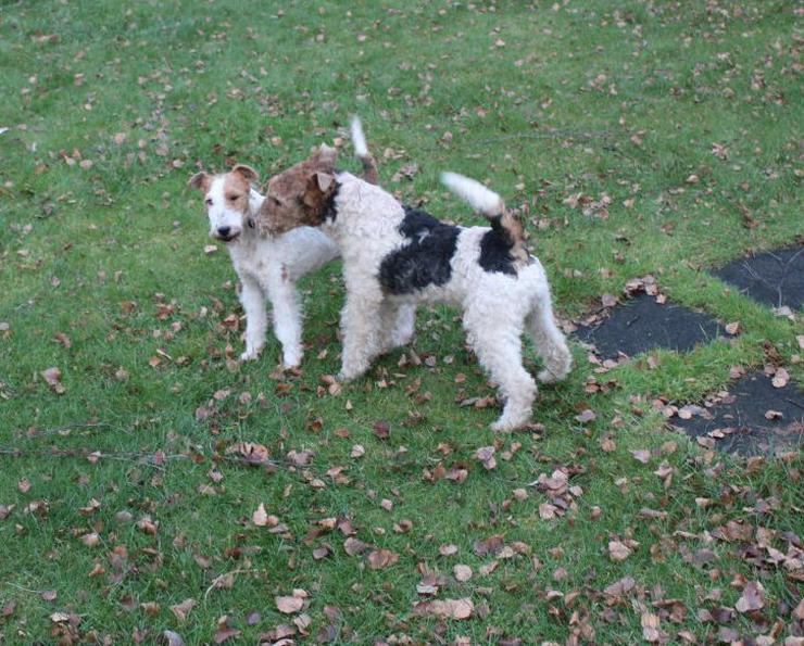 Bild 4: Foxterrier Welpen.