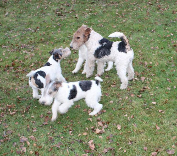 Bild 5: Foxterrier Welpen.