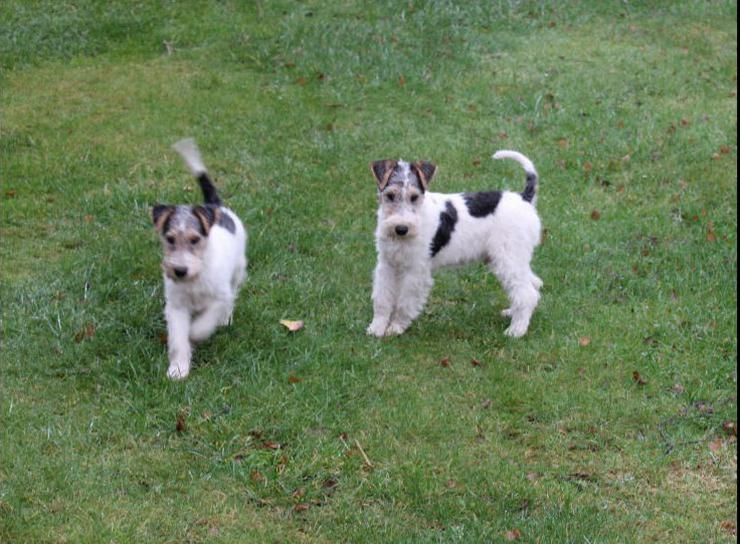 Foxterrier Welpen.