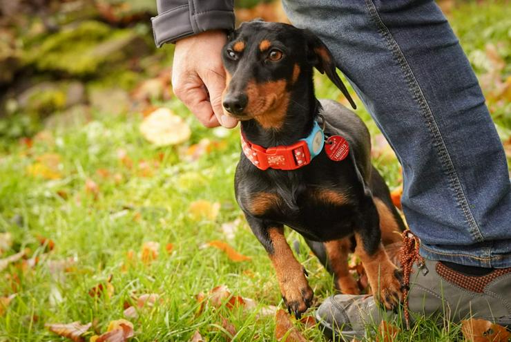 Bild 8: Lilly ist ein liebevolles, freundliches und anhängliches Mädchen.