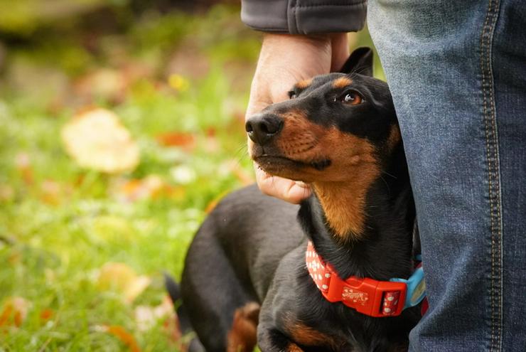 Bild 3: Lilly ist ein liebevolles, freundliches und anhängliches Mädchen.