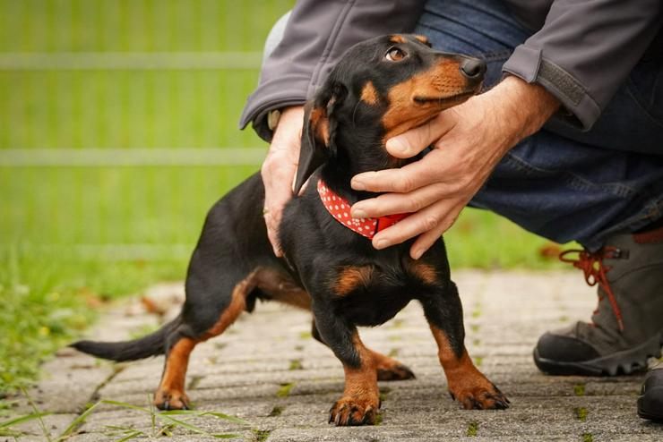 Bild 5: Lilly ist ein liebevolles, freundliches und anhängliches Mädchen.