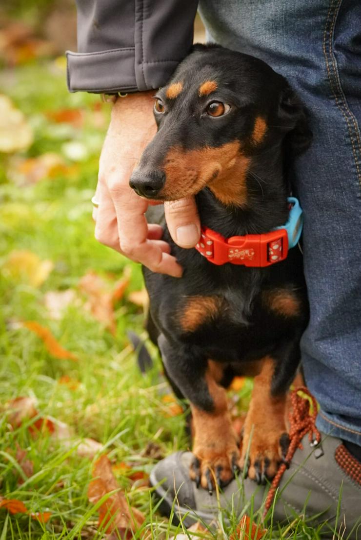 Bild 10: Lilly ist ein liebevolles, freundliches und anhängliches Mädchen.