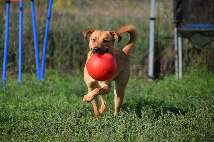 Bild 10: Avignon ist ein richtiger Gute-Laune-Hund.