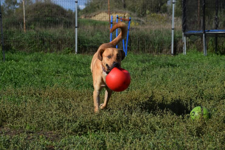 Bild 11: Avignon ist ein richtiger Gute-Laune-Hund.