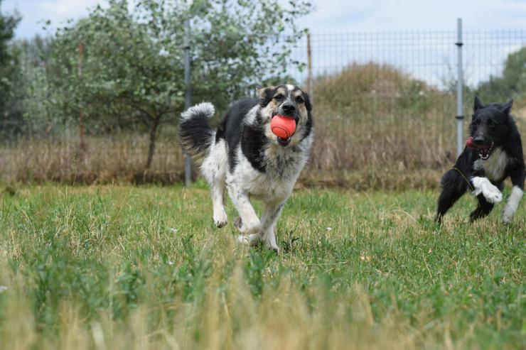 Bild 8: Alfonz ist ein netter Junghund.