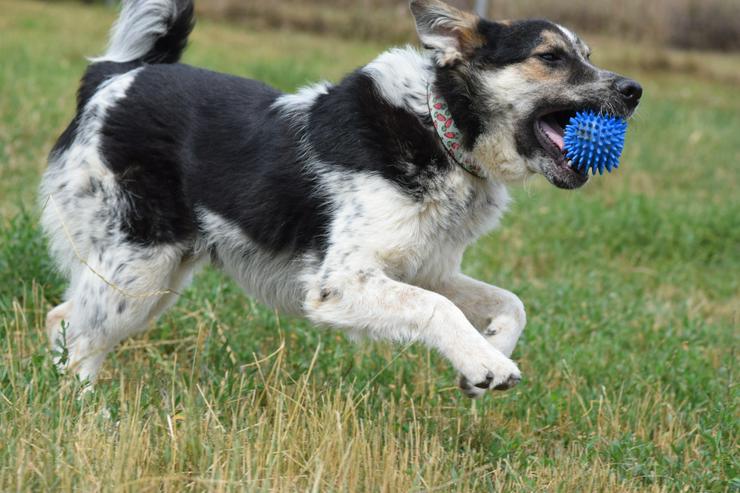 Bild 7: Alfonz ist ein netter Junghund.