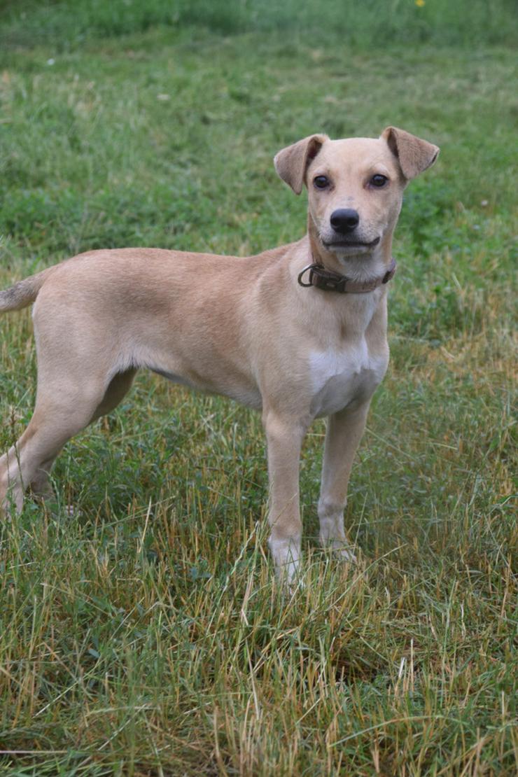 Bild 3: Fanta ist ein mittelgroßes, nettes Hundekind.