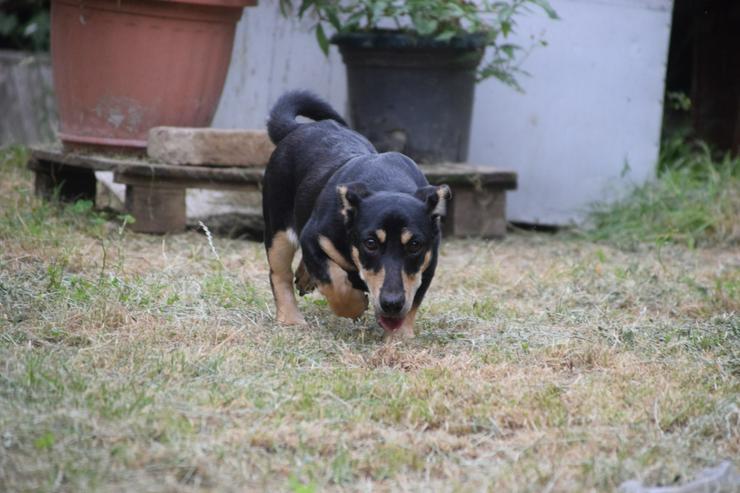 Bild 7: Sylvia ist ein kleines, schüchternes Hundekind.