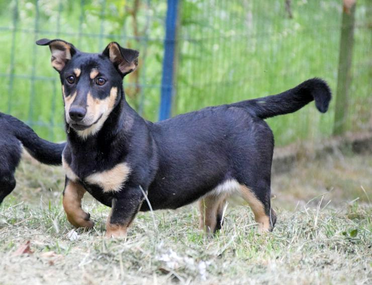 Sylvia ist ein kleines, schüchternes Hundekind.