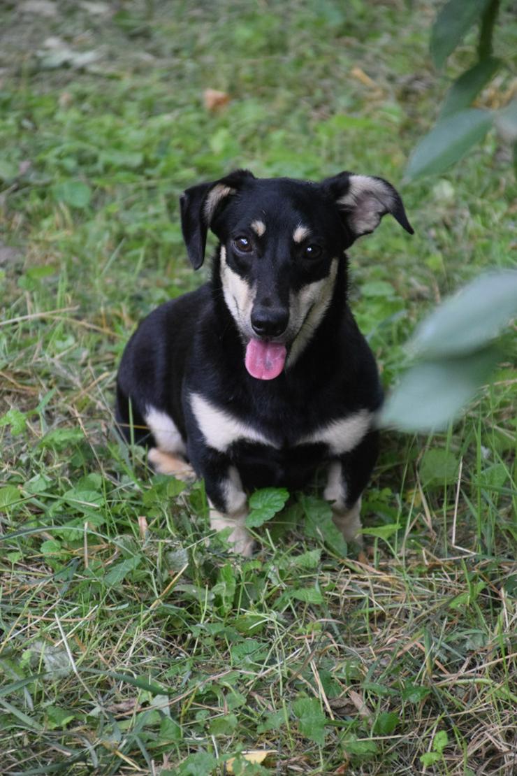 Esther ist ein kleines, schüchternes Hundekind.