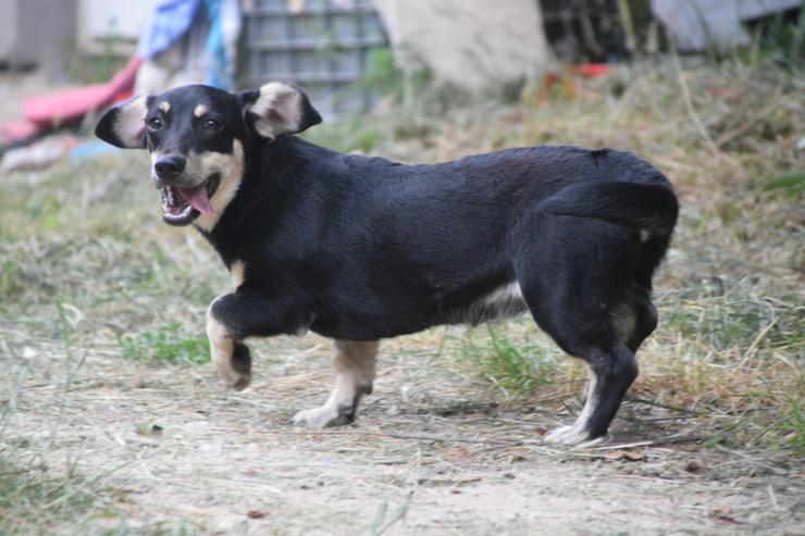 Bild 2: Esther ist ein kleines, schüchternes Hundekind.