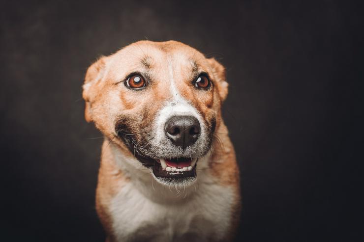 Bild 9: Caroline ist ein nettes Hundefräulein.