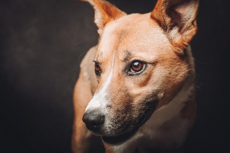 Bild 8: Caroline ist ein nettes Hundefräulein.